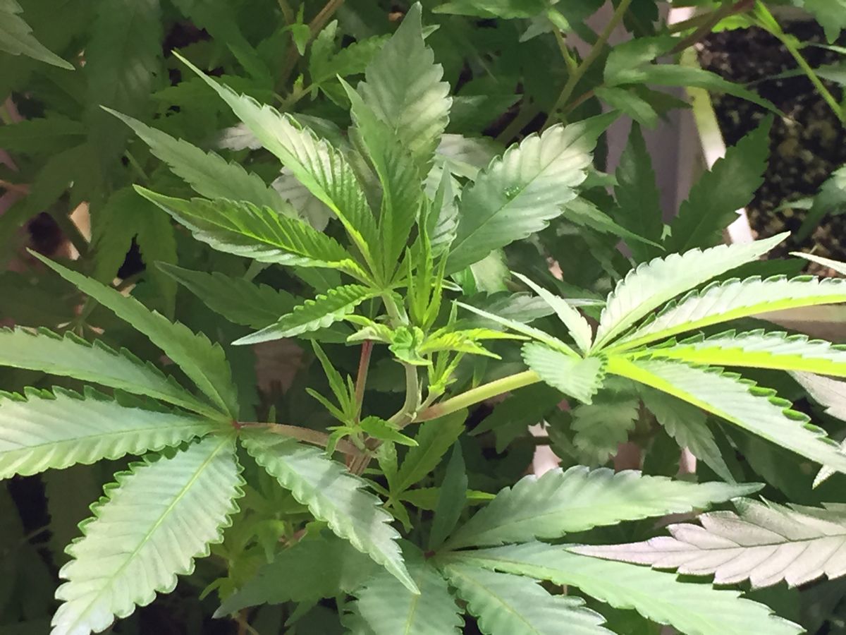 Plant, Vegetation, Hemp