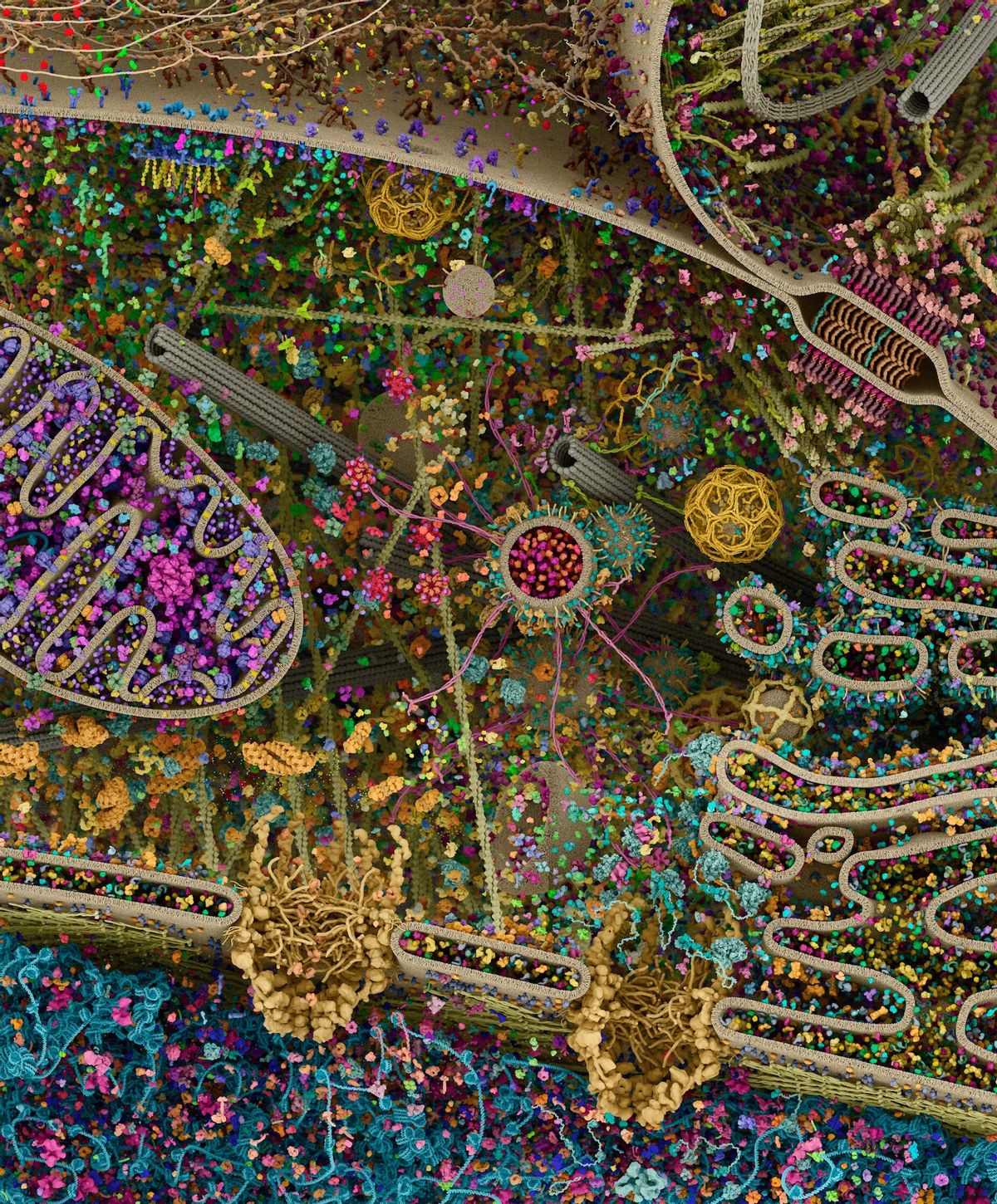 A highly detailed image showed the many microscopic components that make up an animal cell.