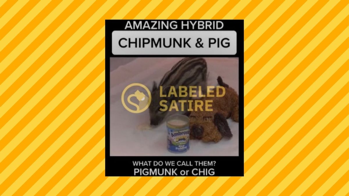 A video allegedly shows the making of a "chipmunk pig," a new hybrid animal that was made by breeding a pig with a chipmunk.