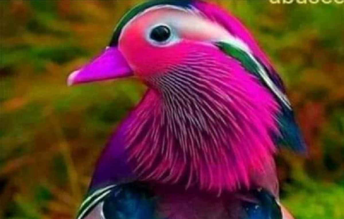 Mandarin duck