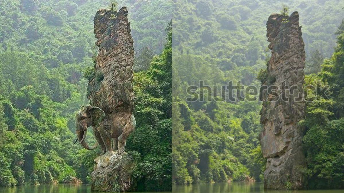 Vegetation, Plant, Land