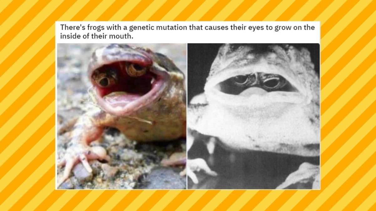 Frog eyes in mouth