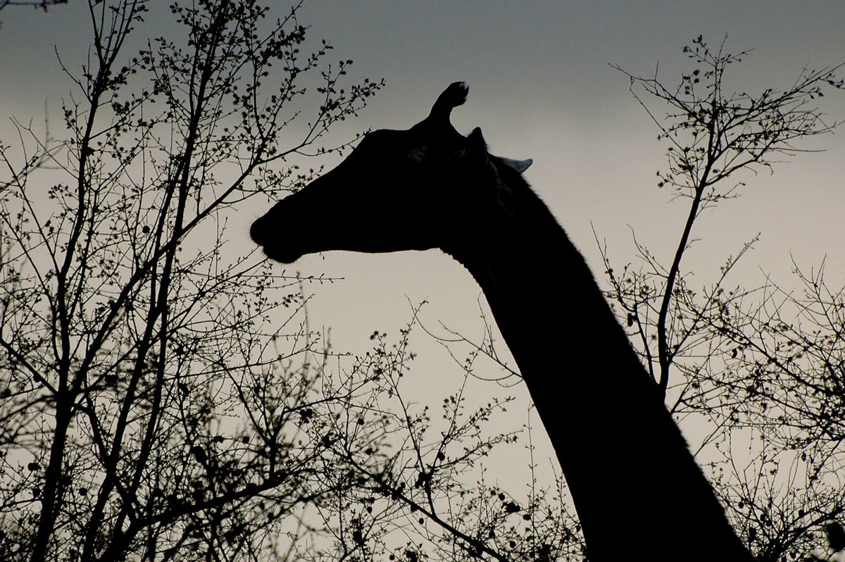April the Giraffe dies