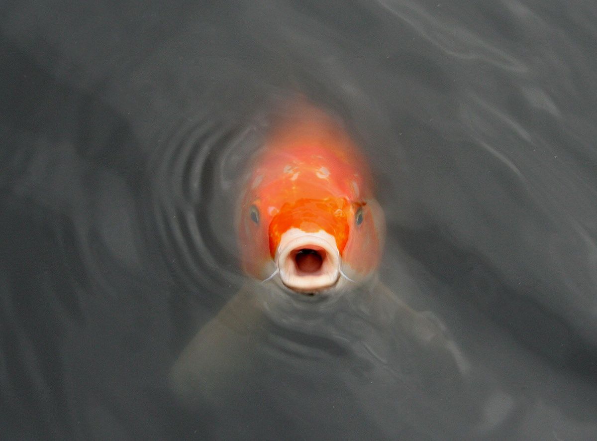 Animal, Fish, Carp