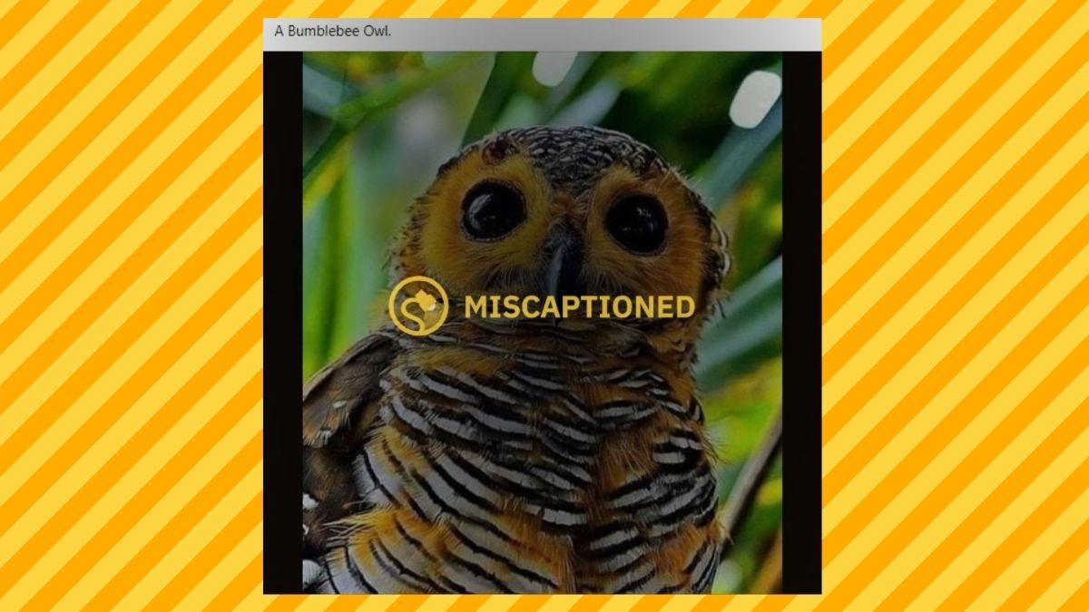 Bird, Animal, Owl