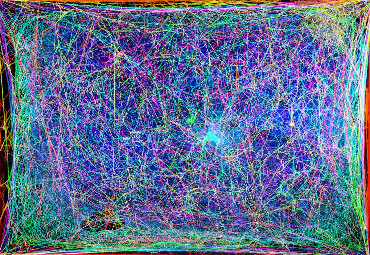 The structure of a spider web was translated into music by scientists.