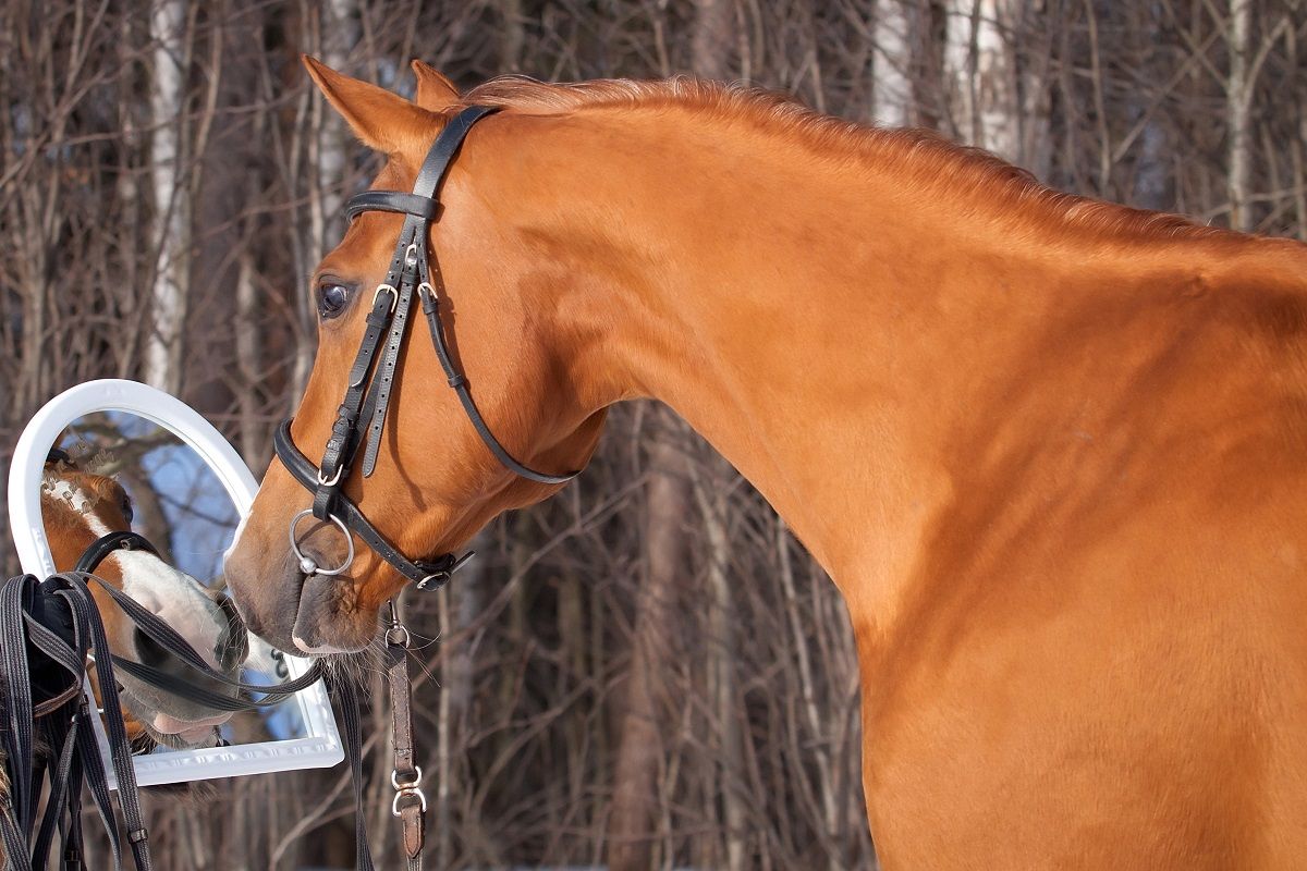 horse looking in mirror