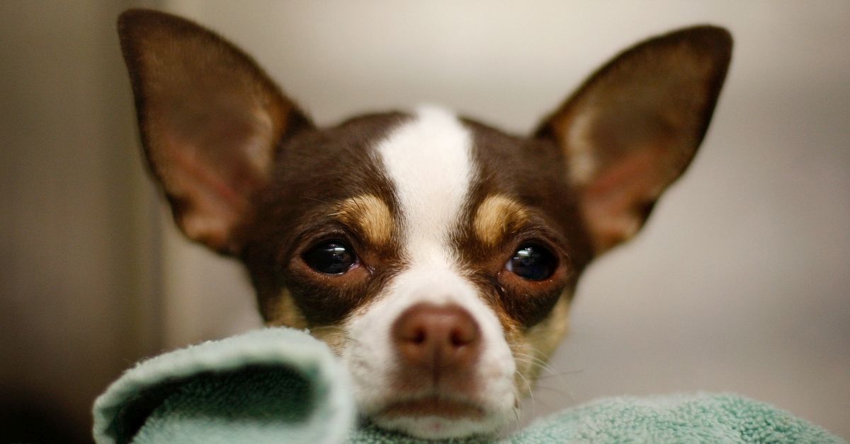 Chihuahua, Dog, Canine