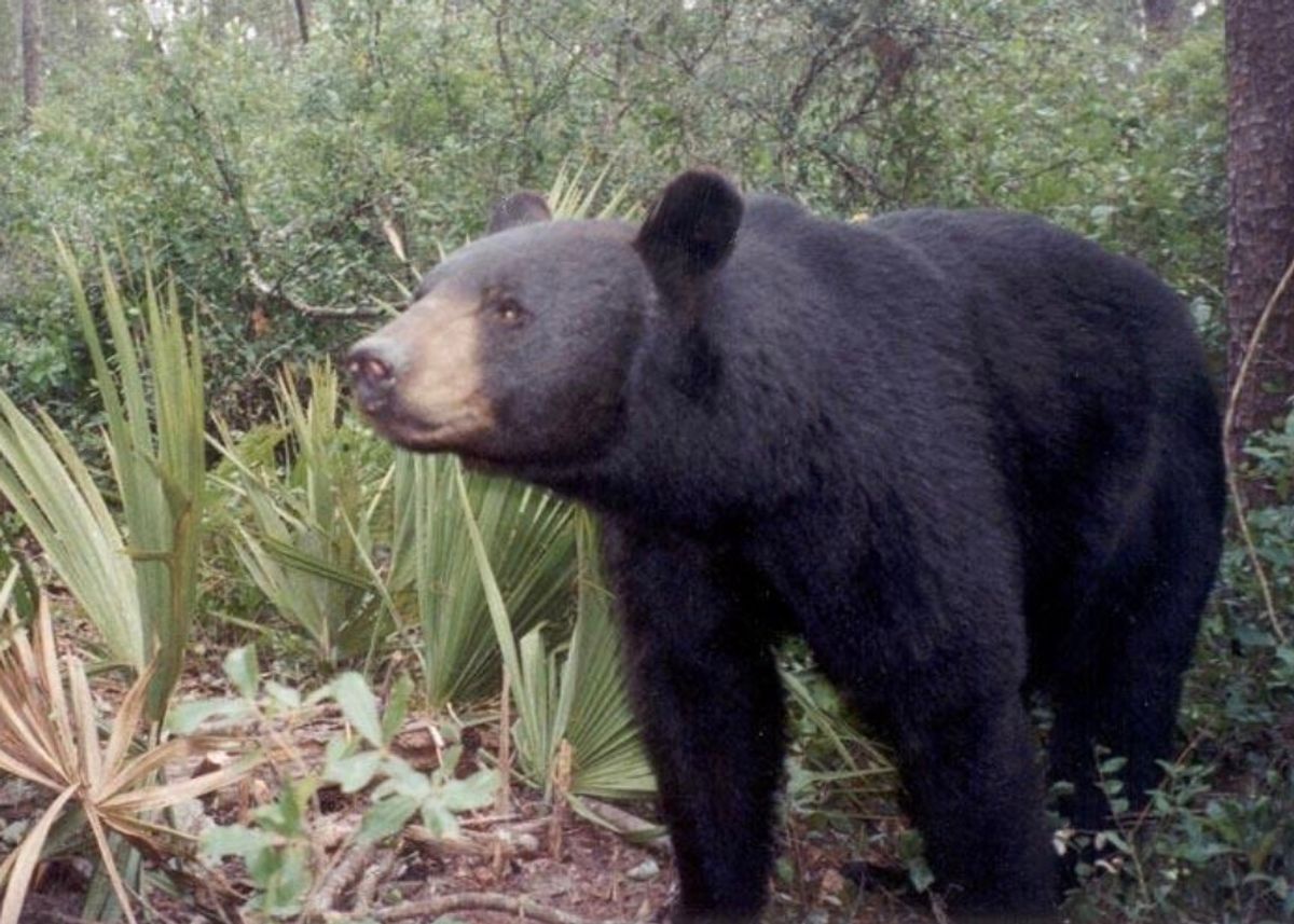 Bear, Mammal, Animal