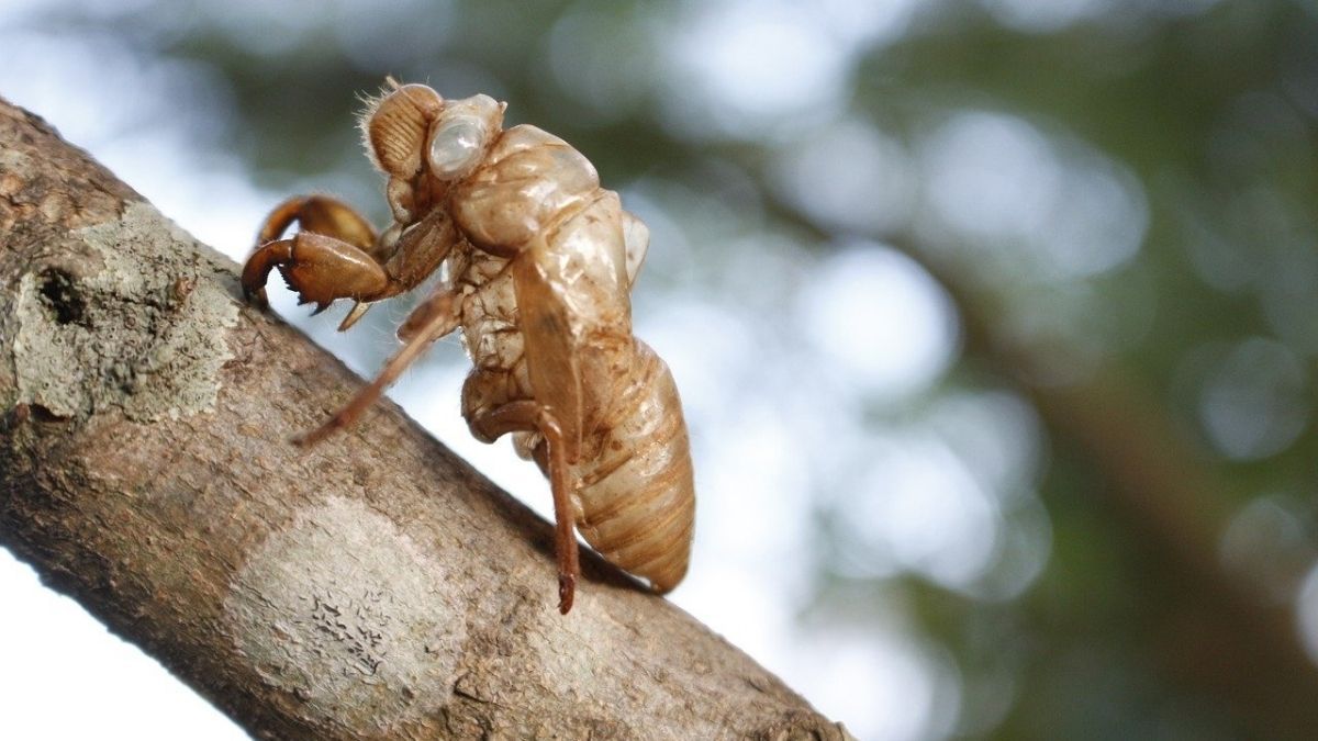 Insect, Invertebrate, Animal