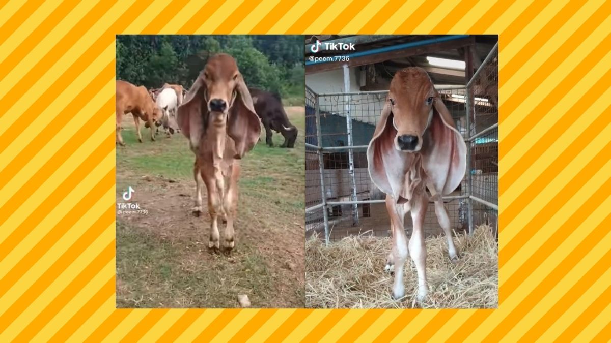 Calf with dumbo ears