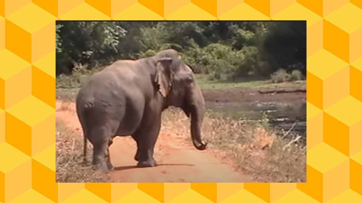 dwarf elephant