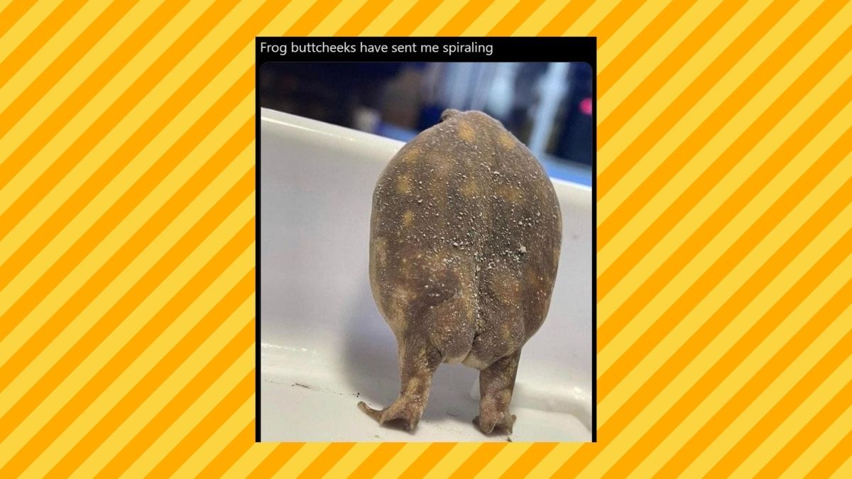 Frog buttcheeks