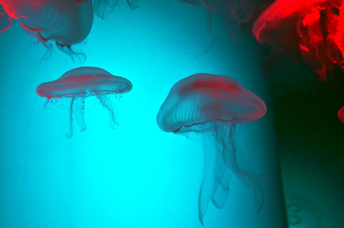 Jellyfish, Sea Life, Animal