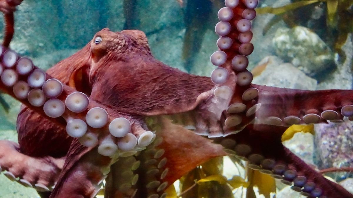 Octopus, Invertebrate, Sea Life