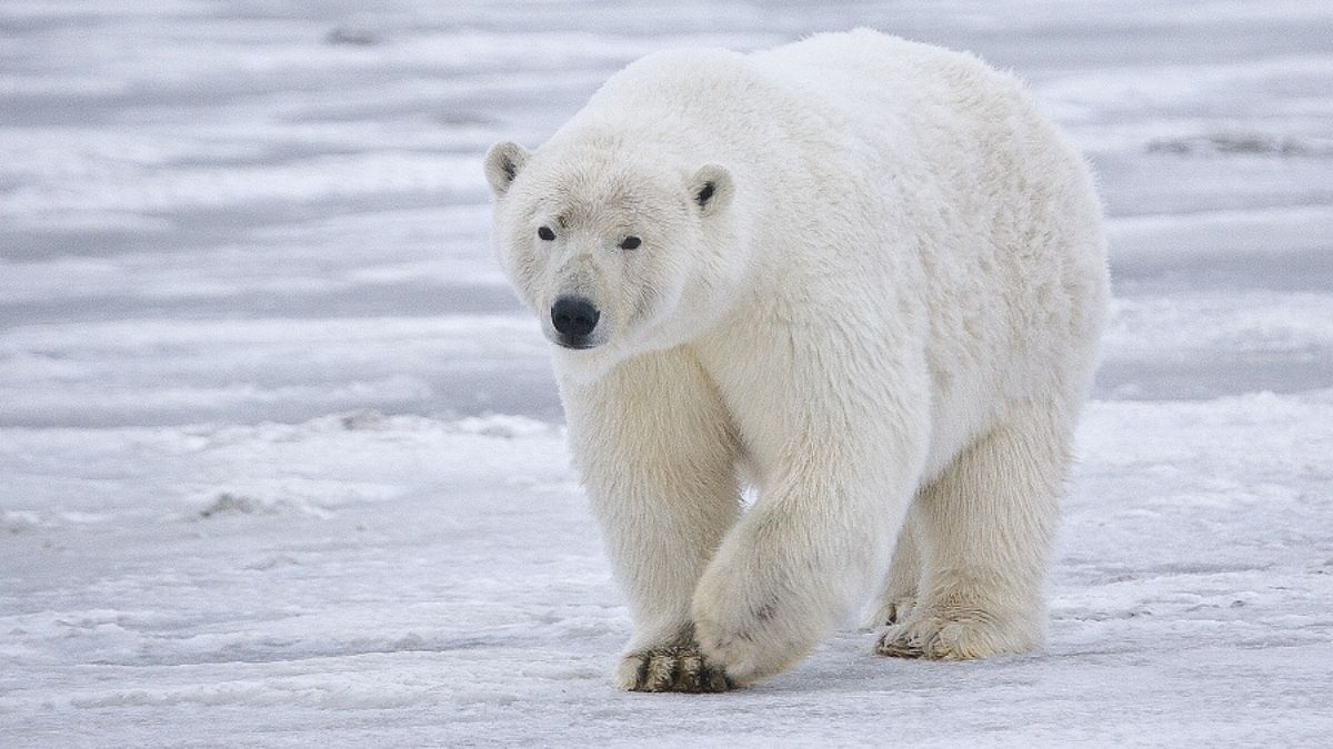 Bear, Mammal, Wildlife