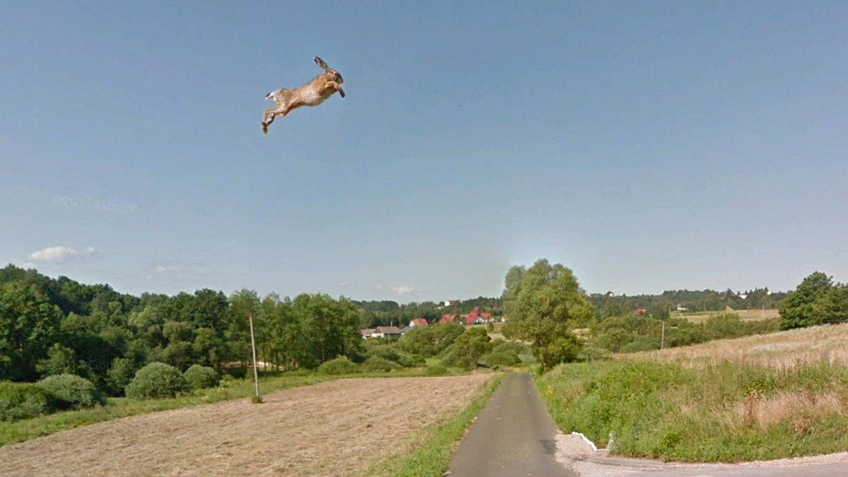 A TikTok video showed a hare or super rabbit launching into the air after being hit by a Google Maps Street View car in Poland also on Google Earth.