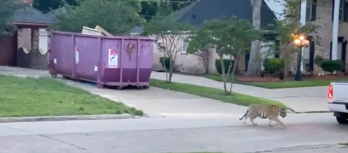 Shipping Container, Bird, Animal