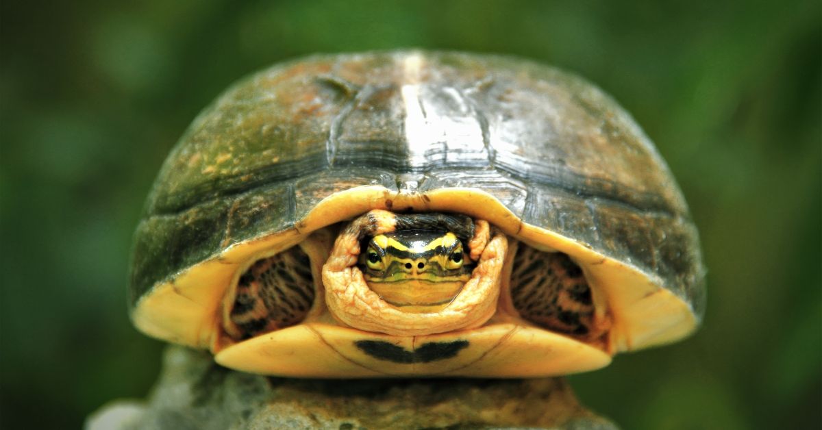 Turtle, Reptile, Sea Life