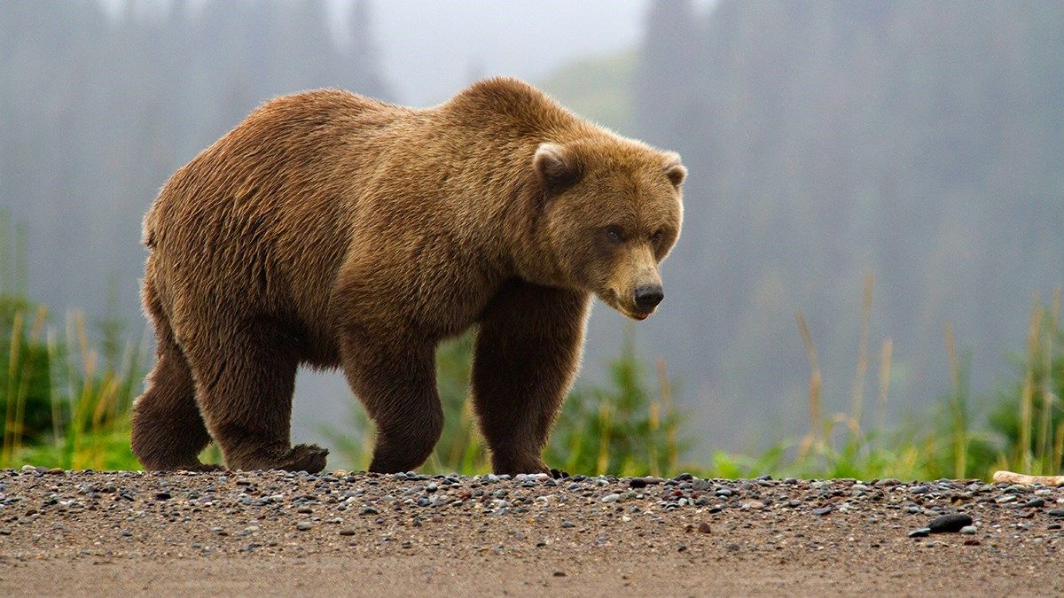 A picture of a bear riding a ski lift left some with questions.