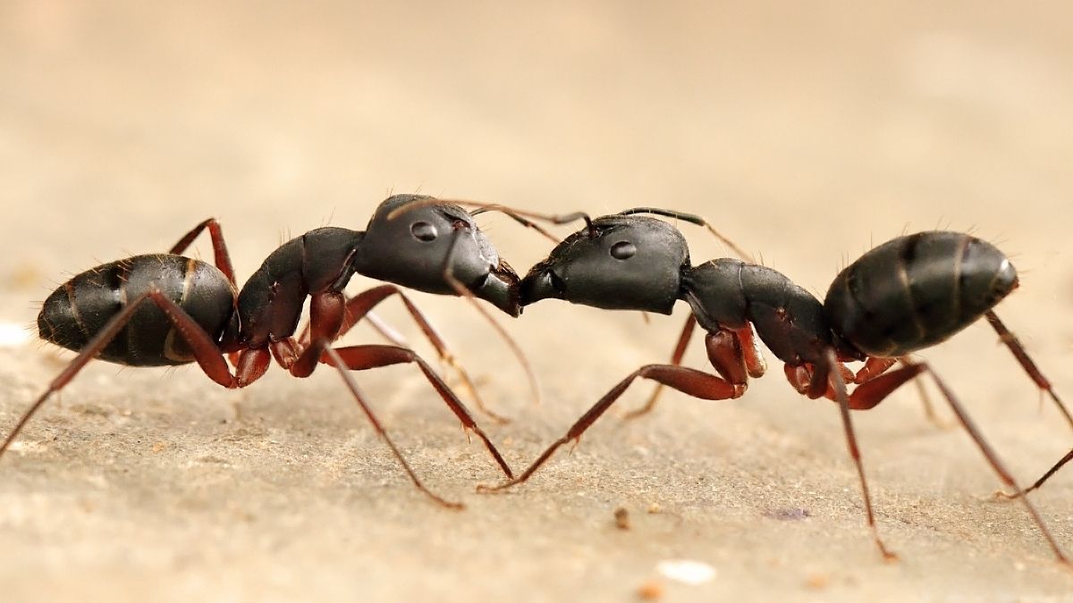 Insect, Invertebrate, Animal