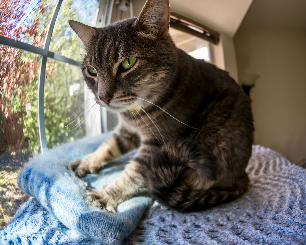 cat