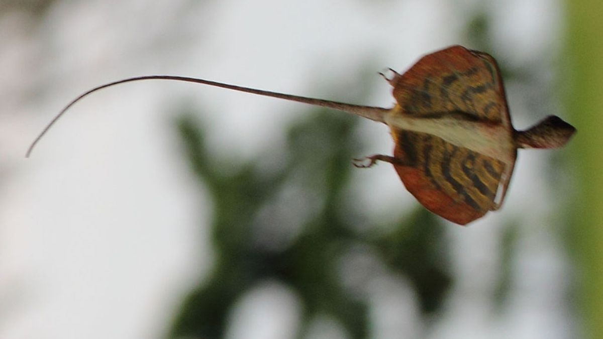 Insect, Invertebrate, Animal