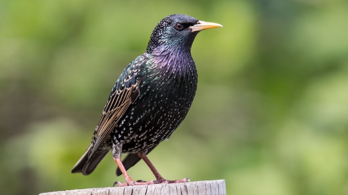 Bird, Animal, Beak