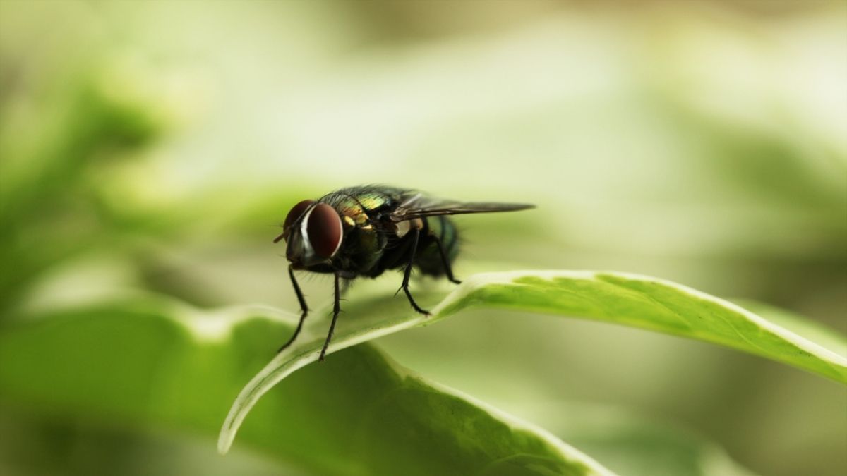 Irish Spring soap works as a fly repellent?