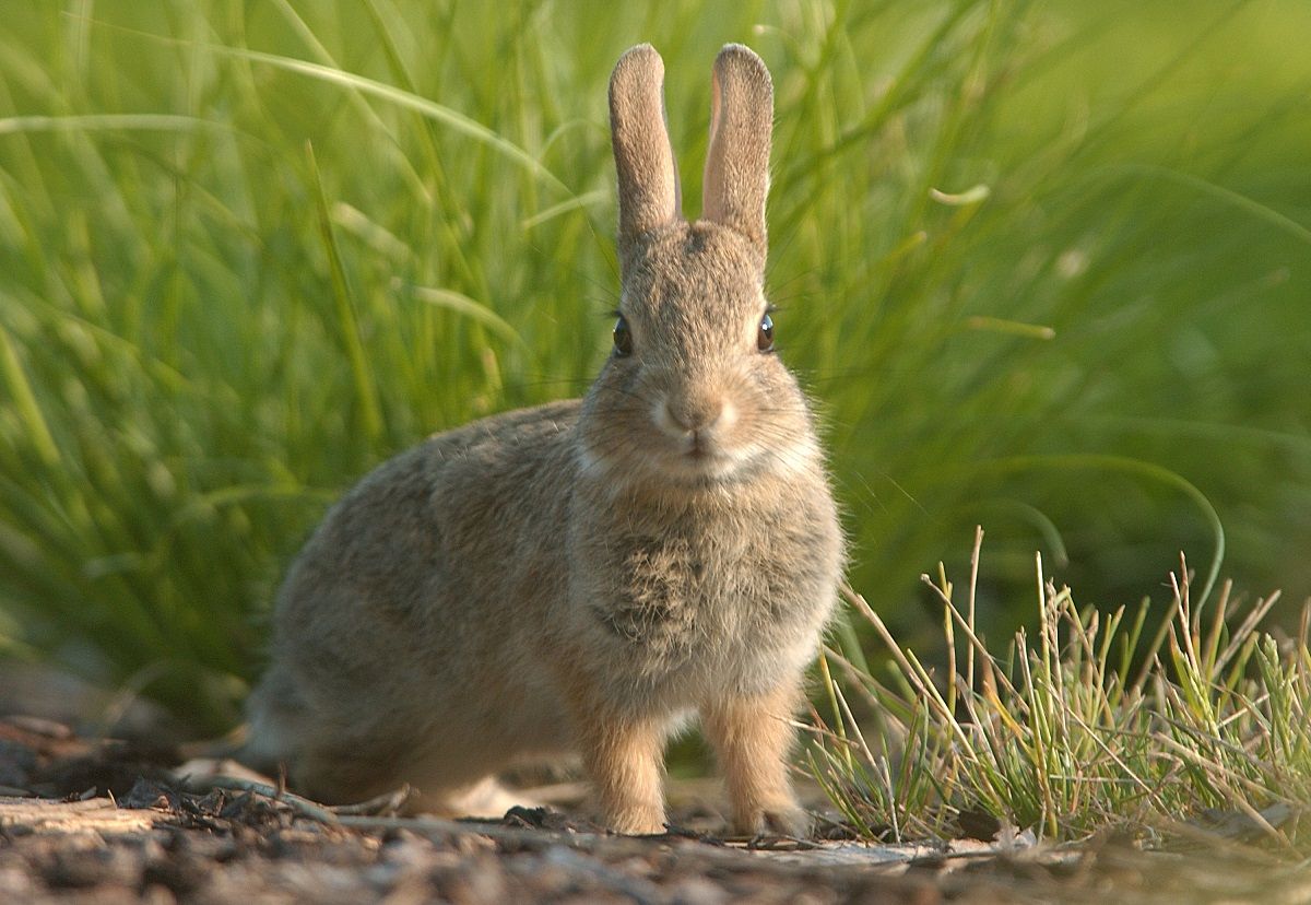 rabbit