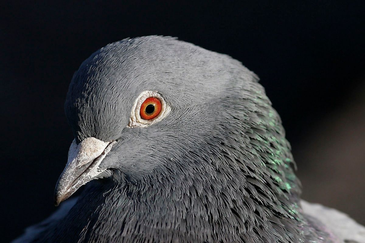 Bird, Animal, Pigeon