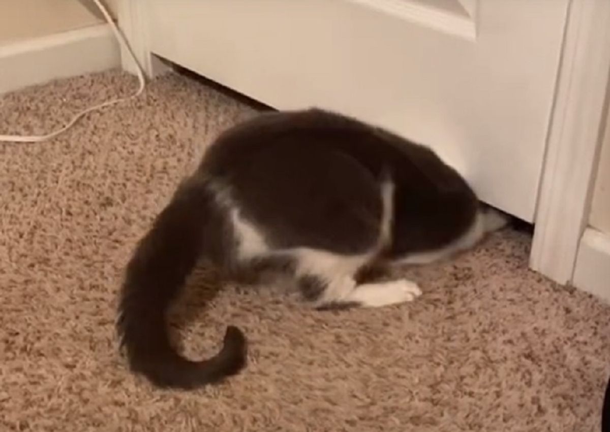 liquid cat squeezing under door