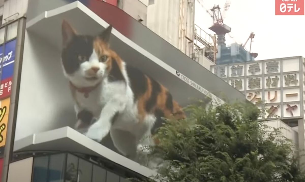 Cat, Pet, Animal
