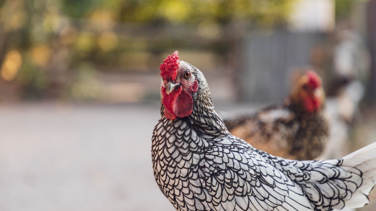 Chicken, Bird, Poultry