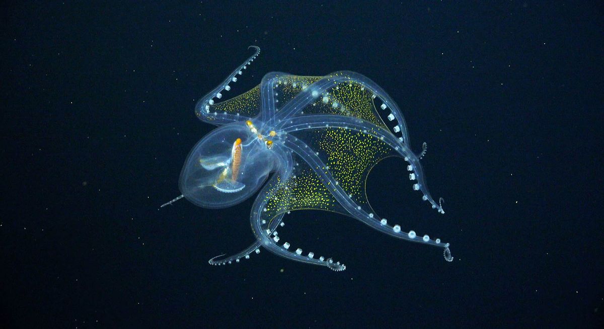 Sea Life, Animal, Invertebrate