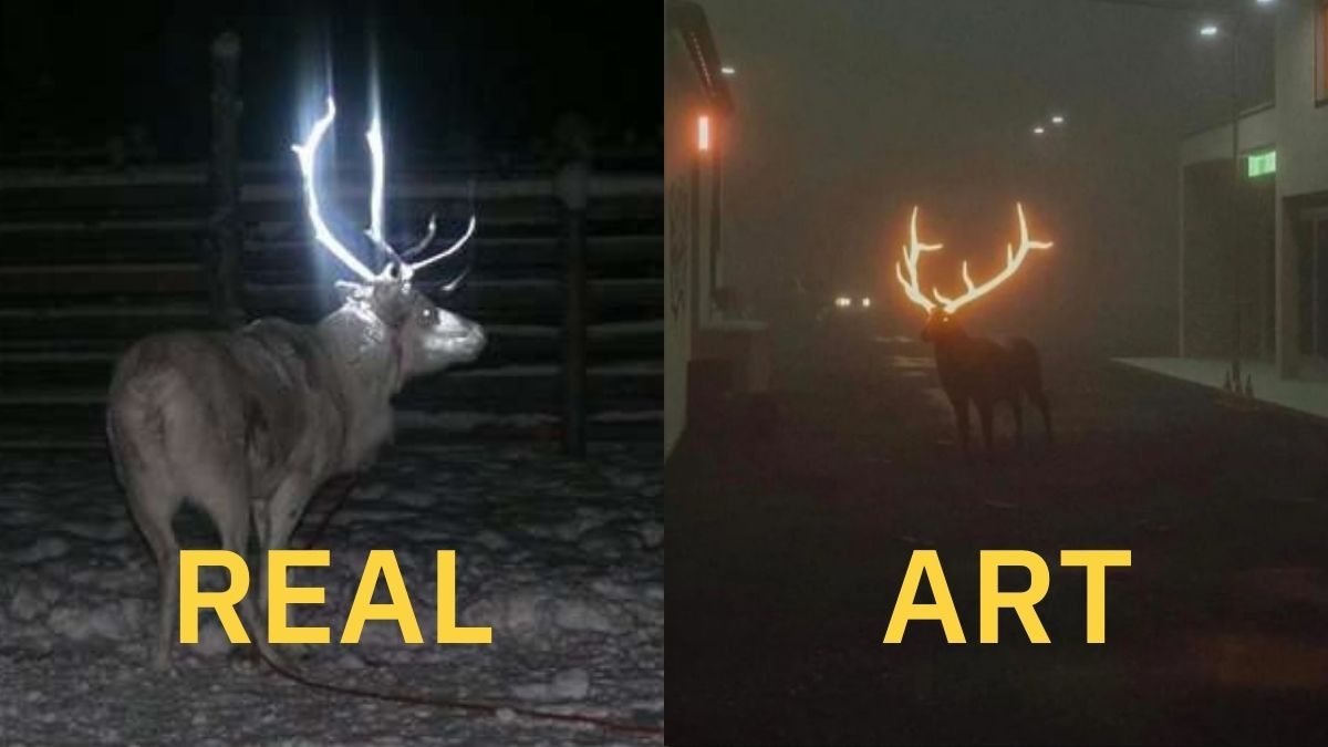 Antelope, Wildlife, Mammal