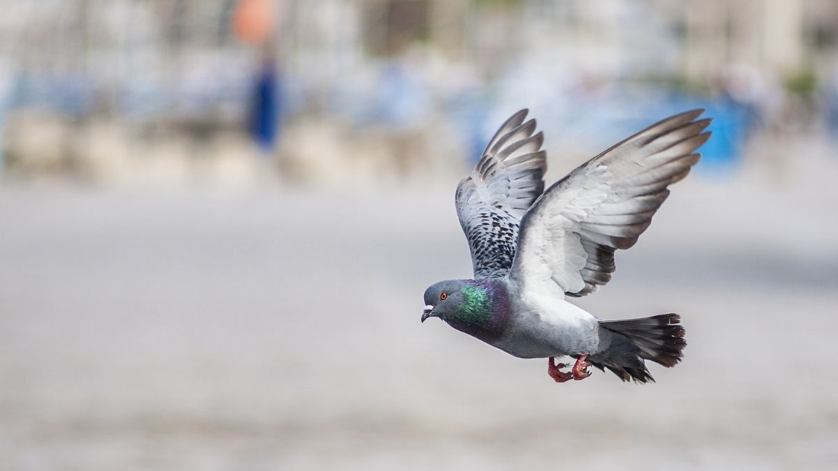 Bird, Animal, Pigeon