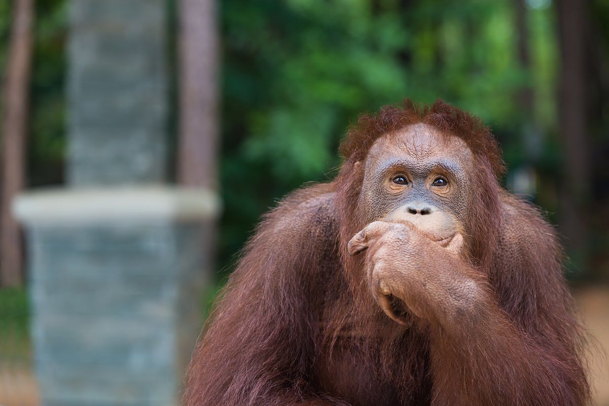 Orangutan