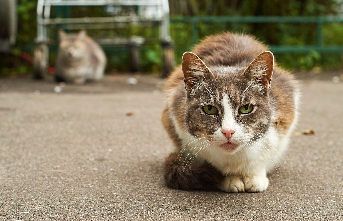 cat