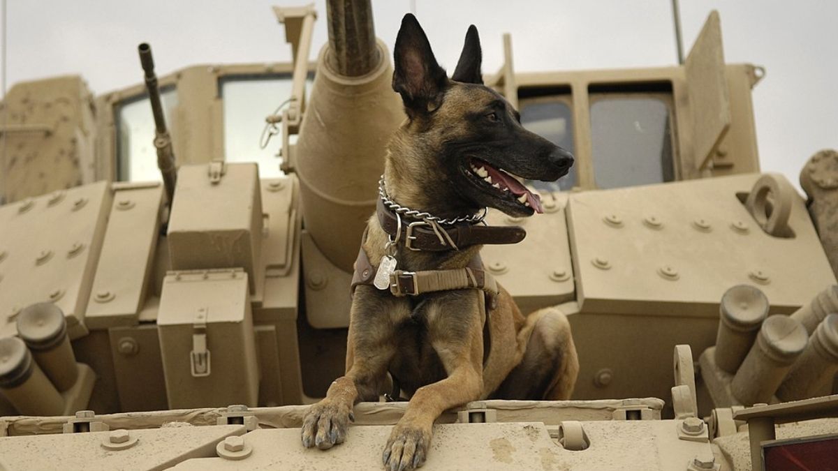 Dog, Canine, Pet