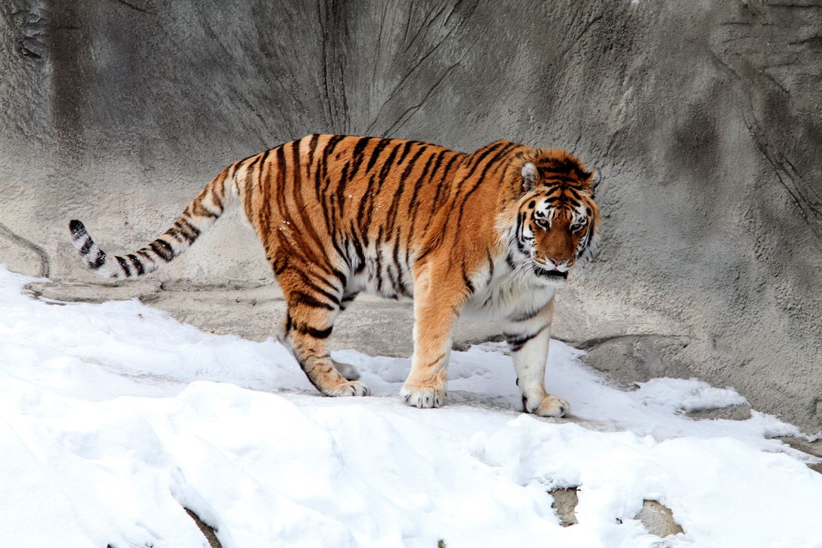 Tiger, Mammal, Animal