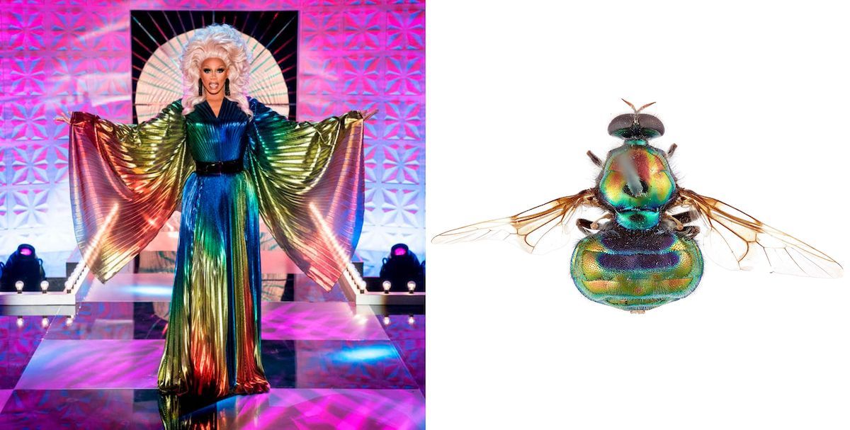 Honey Bee, Animal, Invertebrate