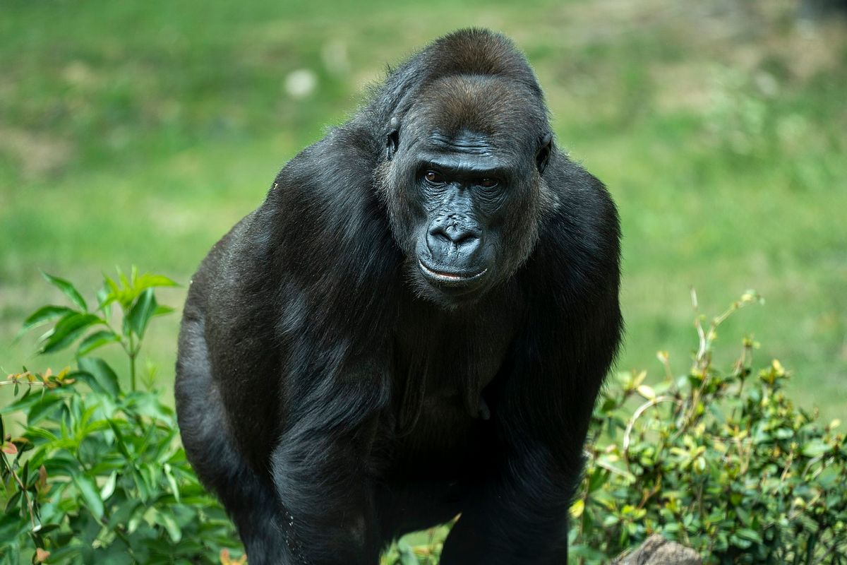 Wildlife, Animal, Gorilla