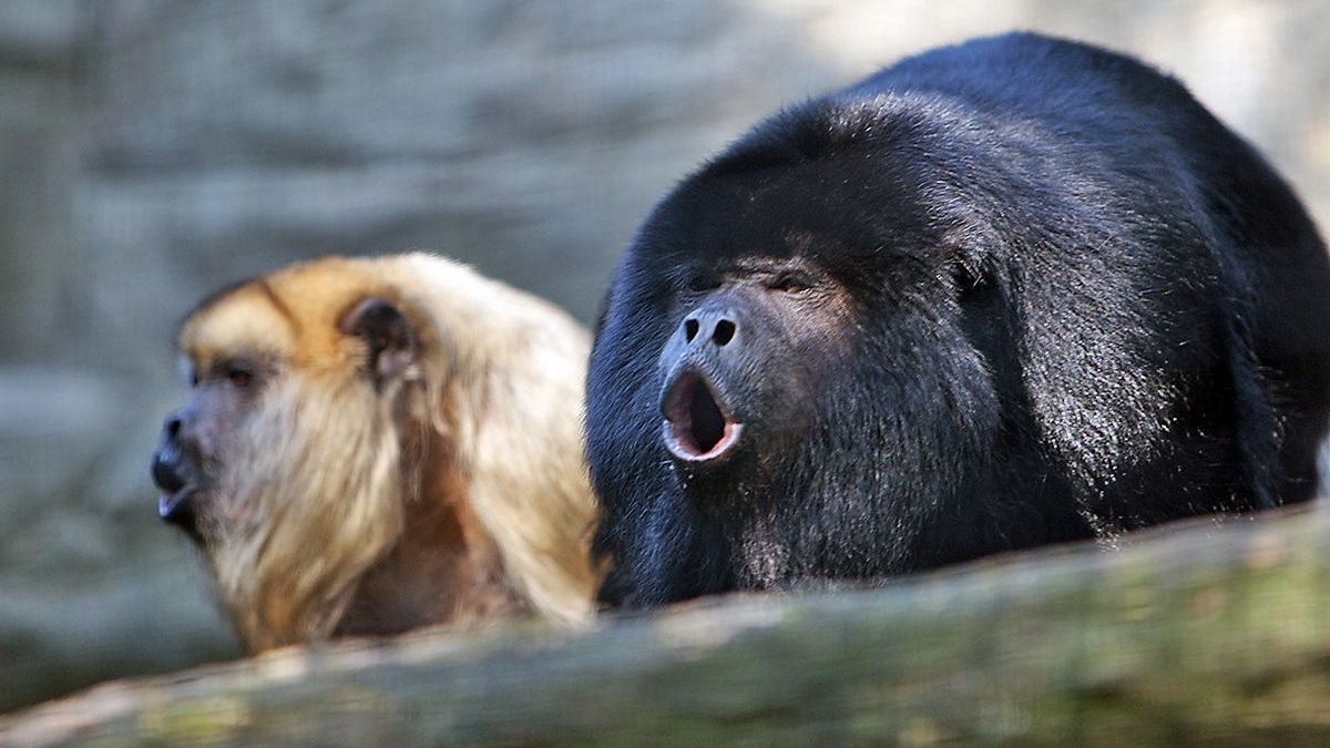 Wildlife, Animal, Mammal