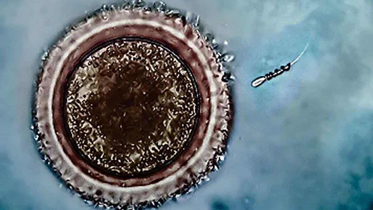 A video filmed at the microscopic level shows a nanobot as it picks up a lazy sperm by the tail and inseminates an egg with it.”
