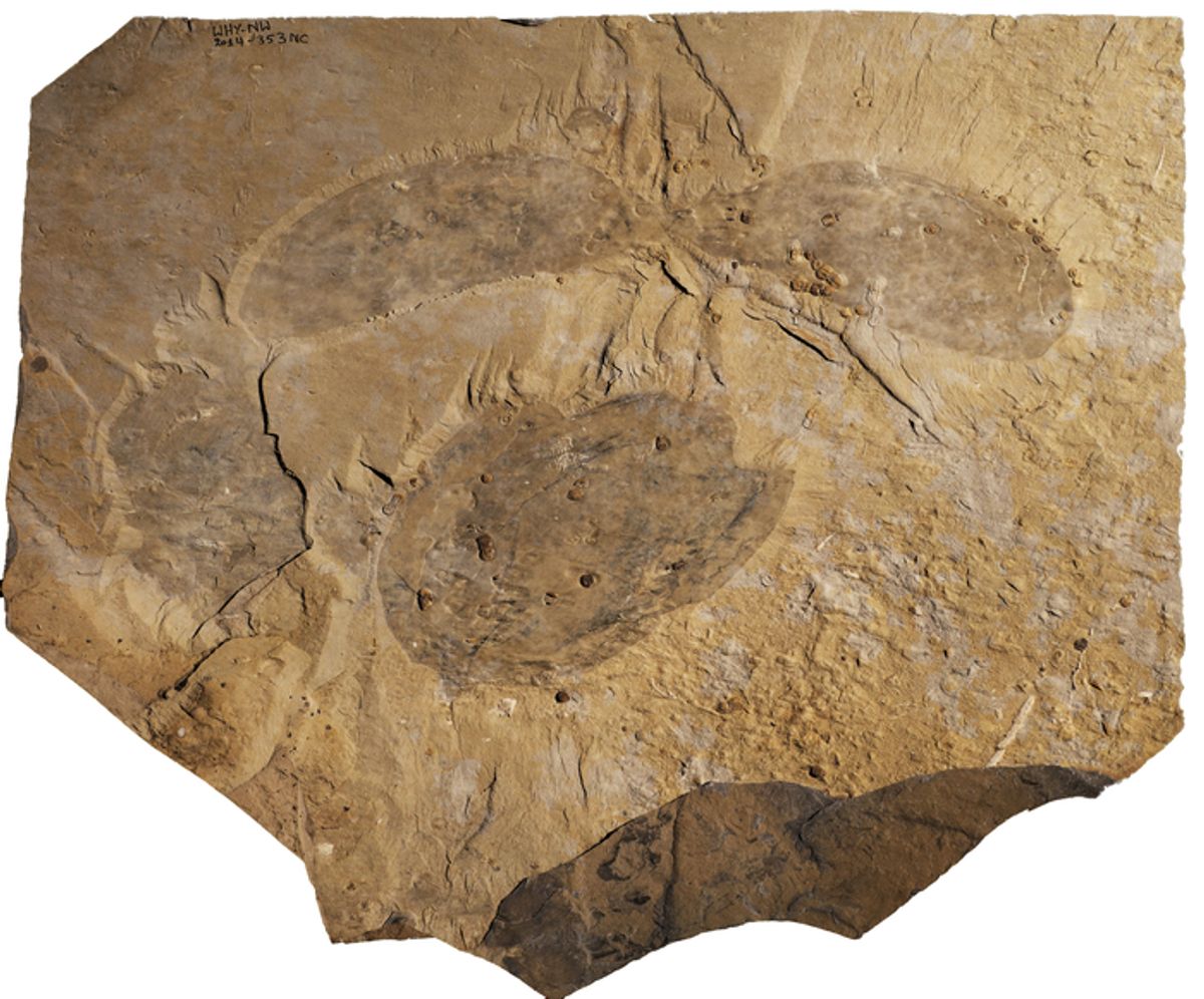 Soil, Fossil, Archaeology