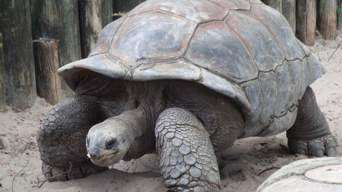 Turtle, Sea Life, Reptile