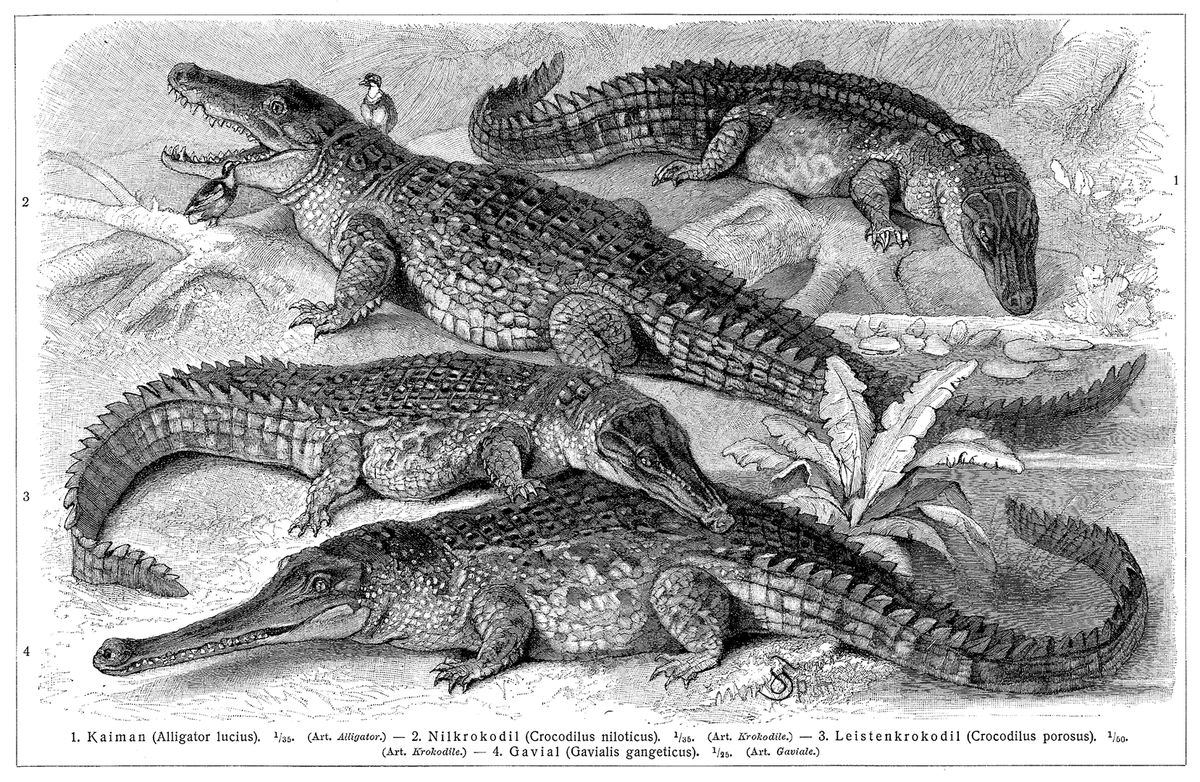 Crocodile, Reptile, Alligator