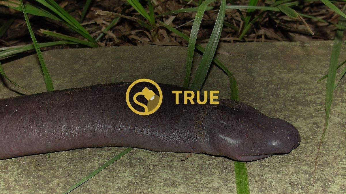 penis snake, Atretochoana eiselti
