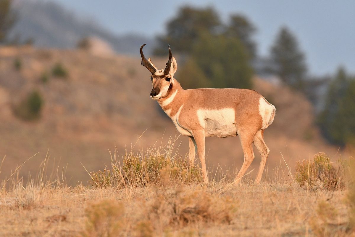 pronghorn antelope rings of saturn